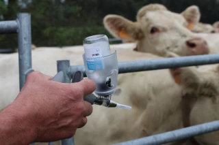 Vaccination contre la DNC dans la Loire : « Une entraide belle à voir »