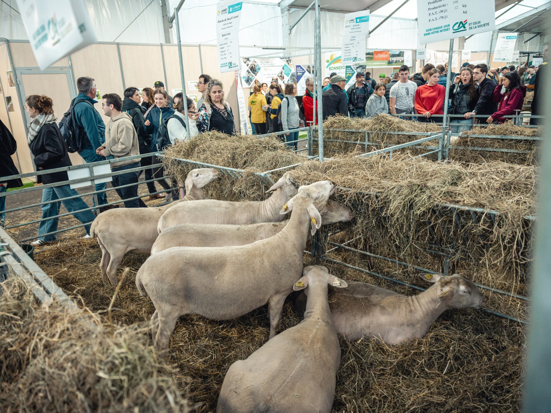 Luzerne : une récolte bien menée pour un fourrage de qualité Articles ...