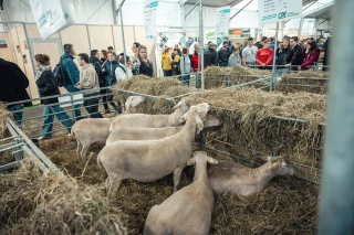 Sommet de l'élevage : les races ovines parient sur l’avenir