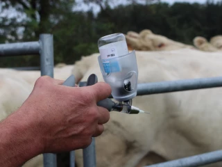 La vaccination, la clé pour protéger les bovins et rouvrir les marchés à l’export