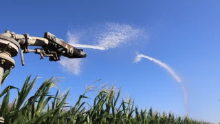 Entre pluies printanières et sécheresses estivales : des besoins hydriques contrastés dans la Loire