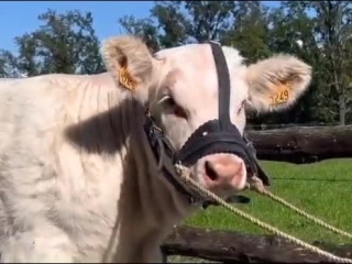 Quelles sont les conditions pour acheter un animal ?