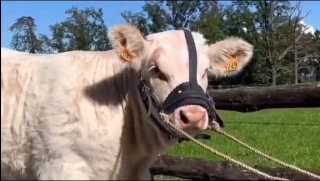 Quelles sont les conditions pour acheter un animal ?