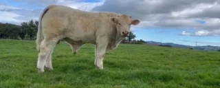 Les animaux de la vente Ajec 2025 en action