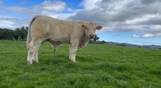 Les animaux de la vente Ajec 2025 en action