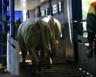 DNC : la ministre interdit rassemblements, marchés et exportations de bovins
