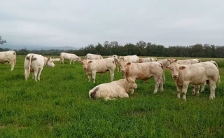 Des broutards qui pèsent… et qui rapportent