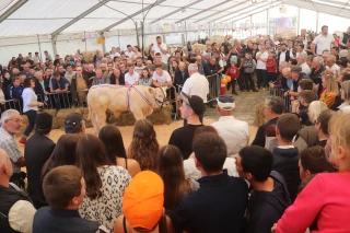 Vente aux enchères de reproducteurs charolais : misez en ligne