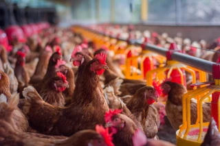 La coopérative Vert Forez affiche une année stable et prépare sa relance