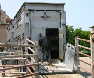 DNC : reprise des exportations de bovins dès le 1er novembre
