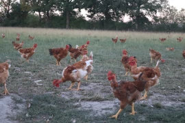 Sans rémunération décente des éleveurs, pas d’avenir pour la volaille française