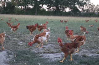 Sans rémunération décente des éleveurs, pas d’avenir pour la volaille française