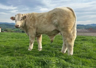 Ajec Loire : succès de la vente dématérialisée de reproducteurs charolais 2025