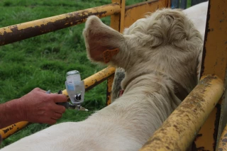 DNC : FDSEA et JA aux côtés des éleveurs de la Loire