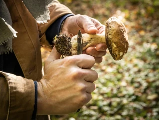 Comment reconnaître et expertiser les champignons ?