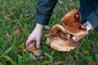 Champignons : ce qu'il faut savoir avant de partir en forêt