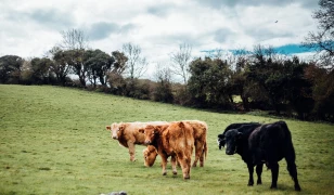 Les fermes bovines européennes ne sont pas rentables sans les aides Pac