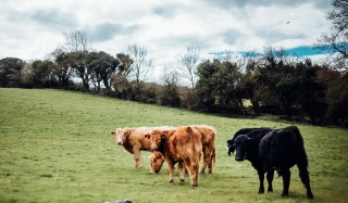 Les fermes bovines européennes ne sont pas rentables sans les aides Pac