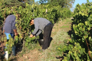 Viticulture en crise : que prévoit le plan d’urgence du gouvernement ?
