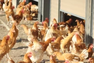 La filière avicole ligérienne sous pression 