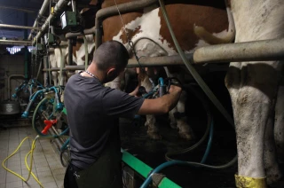 Salle de traite : identifier les risques pour mieux les prévenir