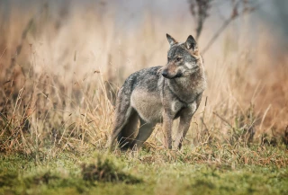 Déclassement du loup : FNSEA et JA dénoncent un texte sans avancées