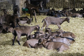 Quelles aides Pac concernées par le versement de l’acompte ?