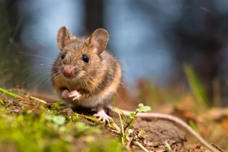 Comment gérer les infestations de rats et de souris dans les exploitations