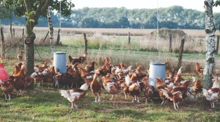 Élevage de volailles : quels sont les bienfaits d'un parcours arboré ? 