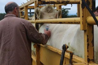DNC : Jeunes agriculteurs et la FNSEA appellent à nouveau à l'abattage des troupeaux infectés
