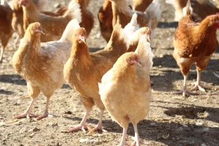 Stress thermique des volailles : quels leviers alimentaires face aux fortes chaleurs ?