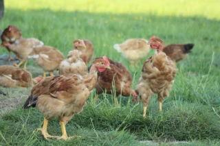 Poulet, canard, dinde : quelles tendances pour les marchés ?