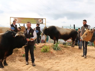 A la Fête du lait, la race Aubrac a séduit la juge et le public