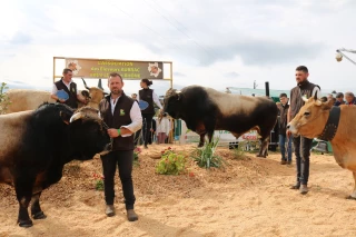 Le palmarès de la race Aubrac est à découvrir ici