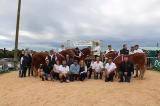 Retrouvez ici le palmarès de la race Limousine