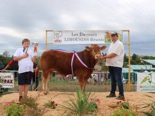 Concours limousin : les élevages ont prouvé leur excellence