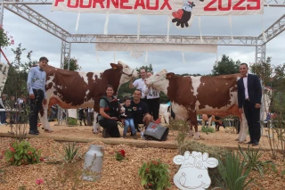 Découvrez le palmarès de la race Montbéliarde