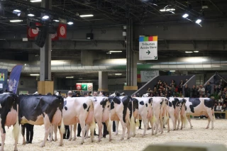Pas de vache au Salon de l'agriculture 2026 ? 