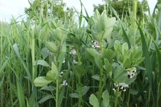 Quelles sont les pistes pour sauver la Ferme France ? 