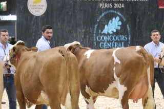 Salon de l’agriculture sans bovins : les raisons et les conséquences d’un retrait inédit