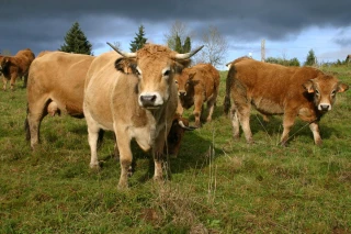 Engraissement des bovins : une option rentable pour les élevages aubracs de la Loire ?