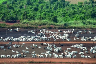 La France s’oppose au Mercosur, FNSEA et JA alertent sur le futur de l’agriculture