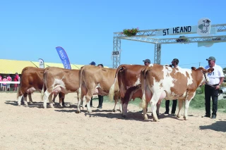 Simmental Avenir 42 : les effectifs de vaches Simmental augmentent dans la Loire