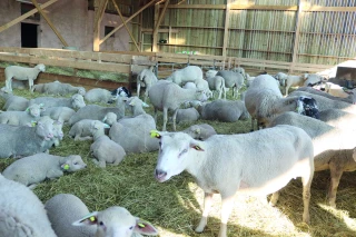 Pac : déclarer les aides ovines avant le 2 février et les aides bovines jusqu’au 15 mai