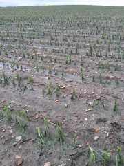 Grêle de juin 2025 : ouverture de l’Indemnité de solidarité nationale (ISN) pour 96 communes de la Loire