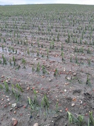 Grêle de juin 2025 : ouverture de l’Indemnité de solidarité nationale (ISN) pour 96 communes de la Loire