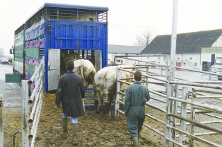 Dermatose nodulaire contagieuse : les négociants alertent sur les blocages du transit et de l’export