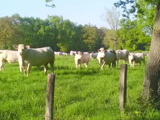 Dermatose nodulaire contagieuse : la FNB veut éviter le saupoudrage des aides
