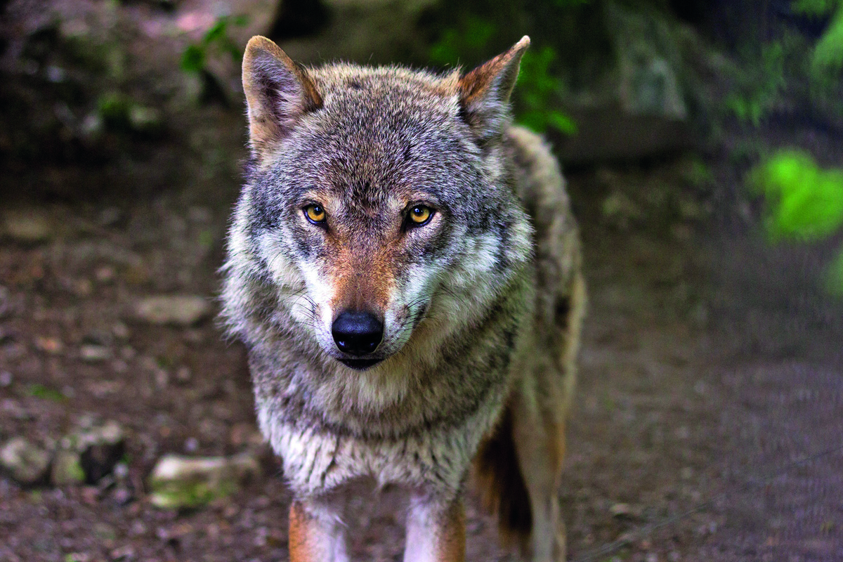Gestion du loup : les éleveurs demandent de nouveaux assouplissements sur les tirs