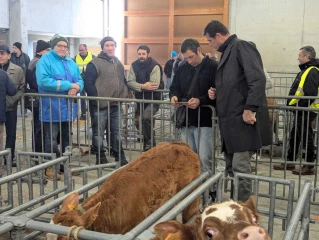 Le marché aux veaux de Saint-Laurent-de-Chamousset rouvre le 9 février